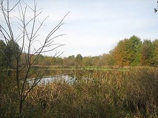 Property consists of 29.8 acres of woods and marshland with a newer 20 x 36 hunting cabin with garage all set back from the road for a fabulous hunting and recreation retreat.  

Cabin is set at edge of wooded area for a beautiful view of the area.

The woods have a former apple orchard and a cleared path around the perimeter of the property.  The marshland has duck blinds with abundance of waterfowl.  

Present owner has hunted with fantastic results, and pictures are taken from actual property. 

Don't miss an opportunity to own your own little paradise. - Prime Hunting and Recreation Land with Newer Cabin